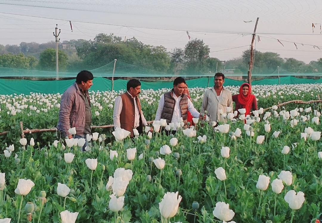 विधायक आक्या ने अफीम फसल का जायया लिया